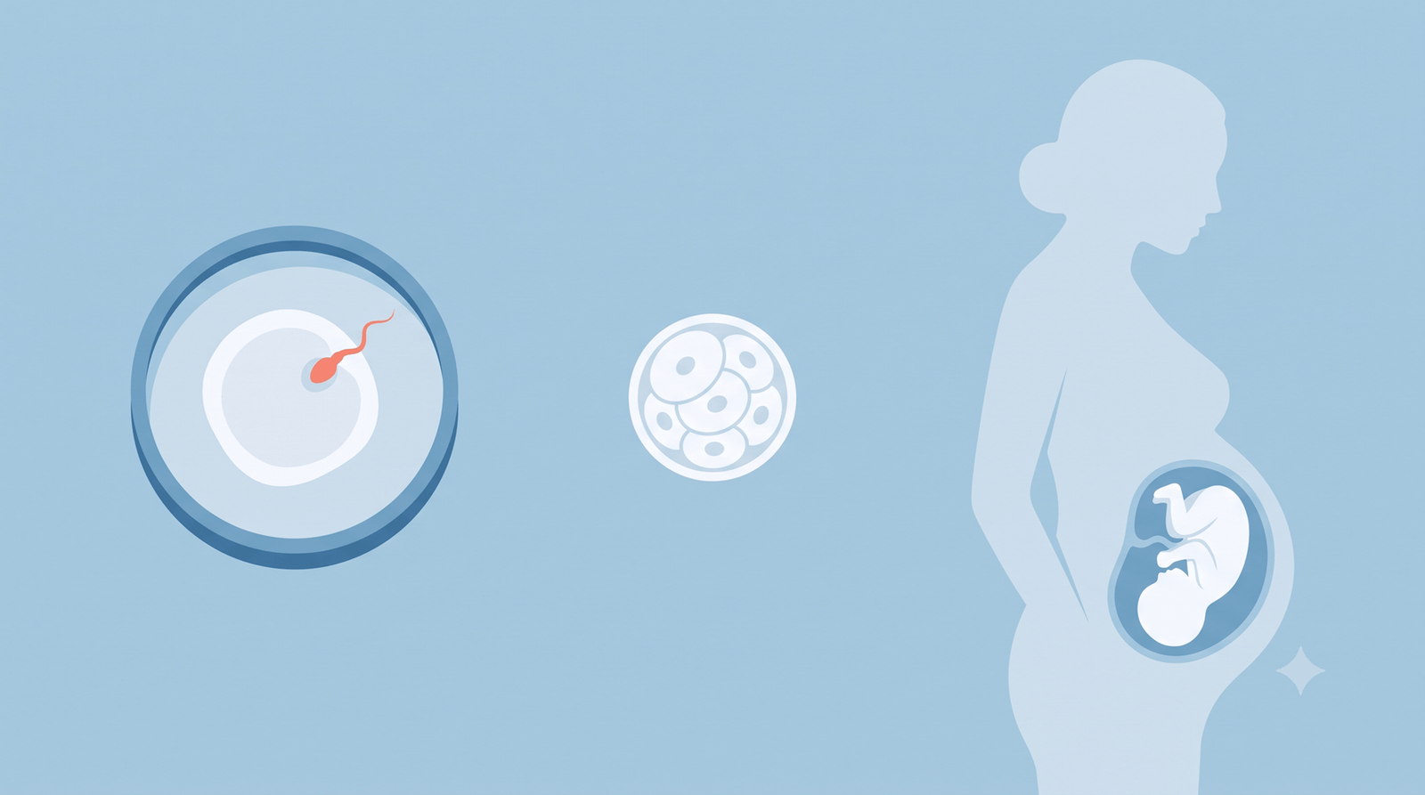 Illustration showing IVF beginning with an egg and sperm in a lab dish, forming an embryo, then a pregnant woman — explaining that test tube baby and IVF are the same